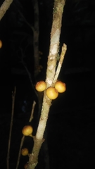 Ficus brachyclada