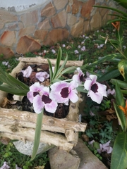 Miltoniopsis