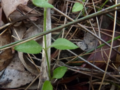 Opercularia ovata