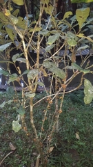 Ficus brachyclada