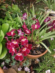 Miltoniopsis