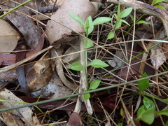 Opercularia ovata