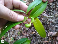 Tabernaemontana rupicola