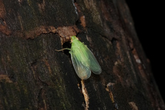 Tropiduchinae