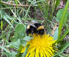 Bombus