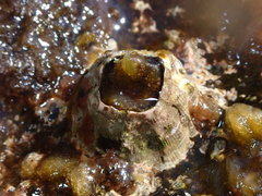 Megabalanus azoricus