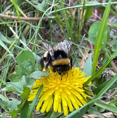 Bombus