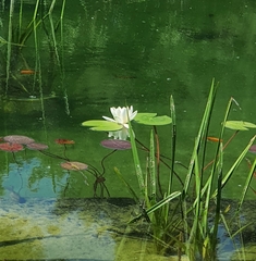 Nymphaea