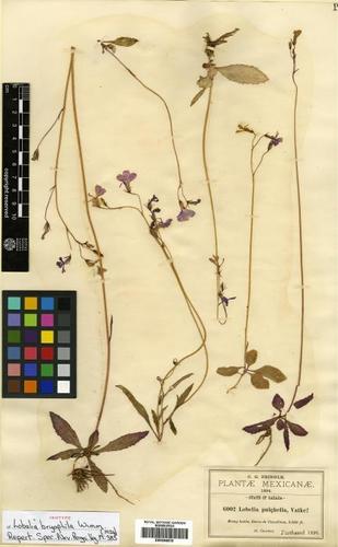 Lobelia pulchella
