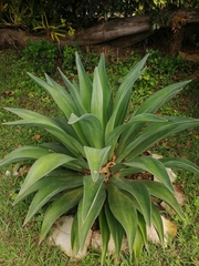 Agave desmettiana