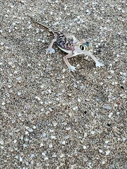 Pachydactylus rangei
