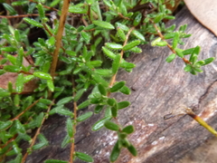 Hibbertia hirsuta