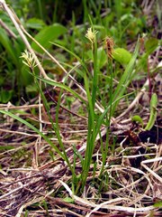 Carex anthoxanthea