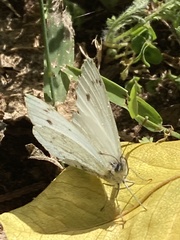 Dixeia charina