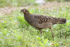 Tragopan temminckii