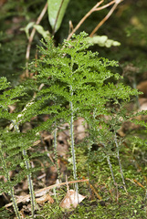 Hymenophyllum flexuosum