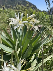 Pancratium illyricum