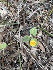 Abutilon oxycarpum subsagittatum