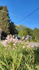 Coccinella septempunctata