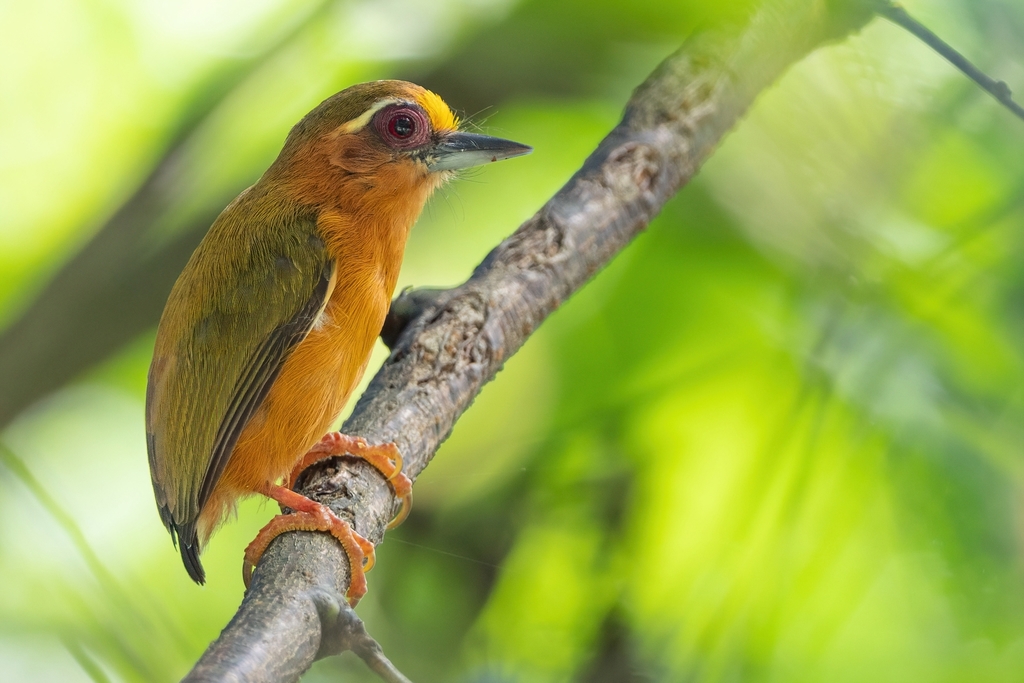 White-Browed Piculet