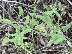 Abutilon oxycarpum subsagittatum