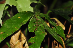 Ceroys perfoliatus