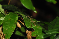 Ceroys perfoliatus