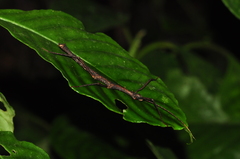 Ceroys perfoliatus
