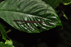 Ceroys perfoliatus