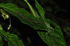 Ceroys perfoliatus