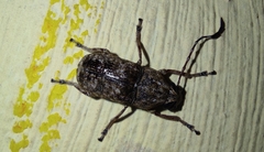 Phloeobius