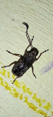 Phloeobius
