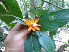 Palicourea psittacina