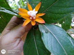 Palicourea psittacina