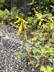 Corydalis formosana