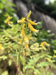 Corydalis formosana