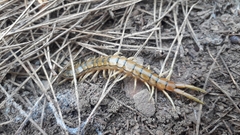 Scolopendra cingulata