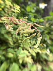 Corydalis formosana