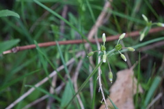 Cerastium nutans