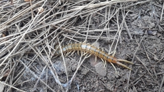 Scolopendra cingulata
