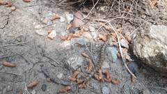 Scolopendra cingulata
