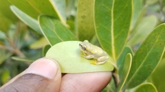 Heterixalus betsileo