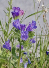 Echium plantagineum