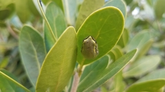 Heterixalus betsileo