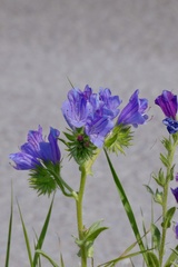 Echium plantagineum
