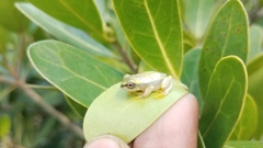 Heterixalus betsileo