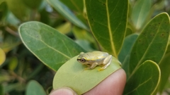 Heterixalus betsileo