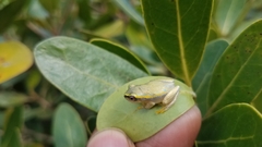 Heterixalus betsileo