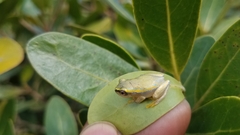 Heterixalus betsileo