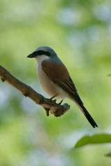 Lanius collurio
